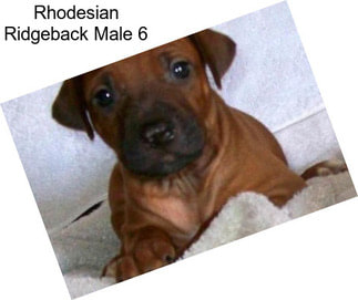 Rhodesian Ridgeback Male 6