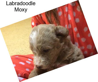 Labradoodle Moxy