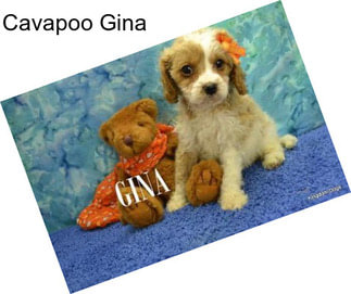 Cavapoo Gina