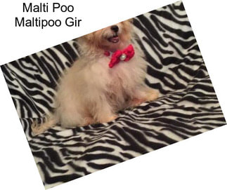 Malti Poo Maltipoo Gir