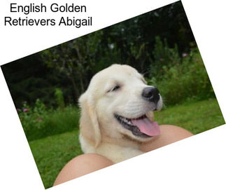 English Golden Retrievers Abigail