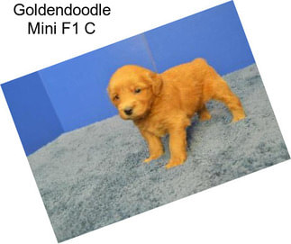 Goldendoodle Mini F1 C