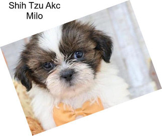 Shih Tzu Akc Milo