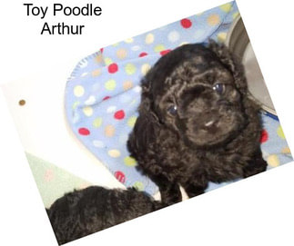 Toy Poodle Arthur