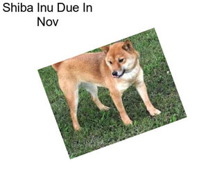 Shiba Inu Due In Nov