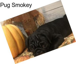 Pug Smokey