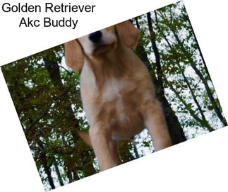 Golden Retriever Akc Buddy