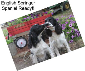 English Springer Spaniel Ready!!