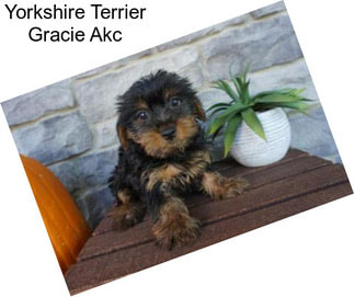 Yorkshire Terrier Gracie Akc