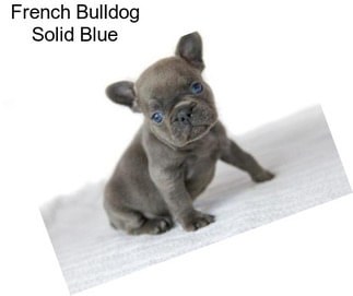 French Bulldog Solid Blue