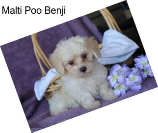 Malti Poo Benji