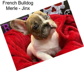 French Bulldog Merle - Jinx