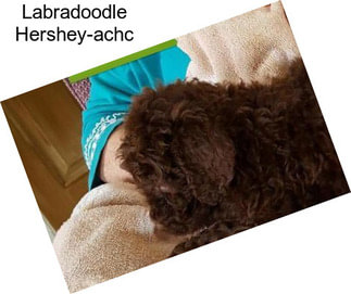 Labradoodle Hershey-achc