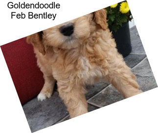 Goldendoodle Feb Bentley