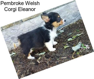 Pembroke Welsh Corgi Eleanor