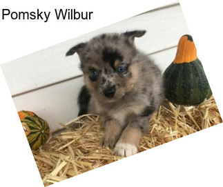 Pomsky Wilbur