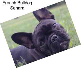 French Bulldog Sahara