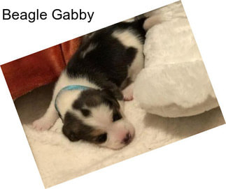 Beagle Gabby