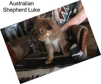 Australian Shepherd Luke