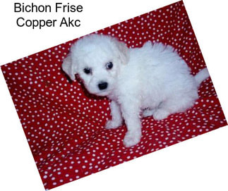 Bichon Frise Copper Akc