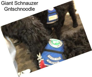 Giant Schnauzer Gntschnoodle