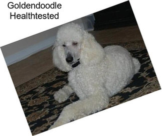Goldendoodle Healthtested