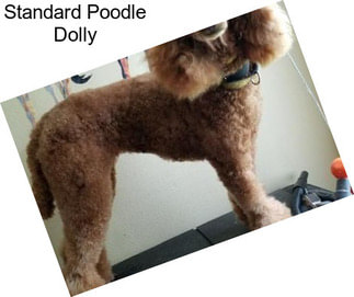 Standard Poodle Dolly