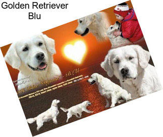 Golden Retriever Blu