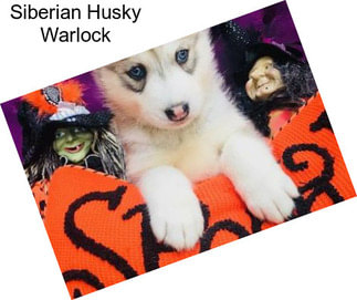 Siberian Husky Warlock