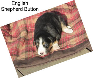 English Shepherd Button