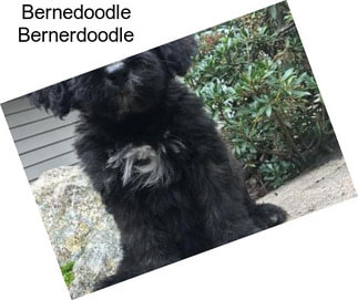 Bernedoodle Bernerdoodle