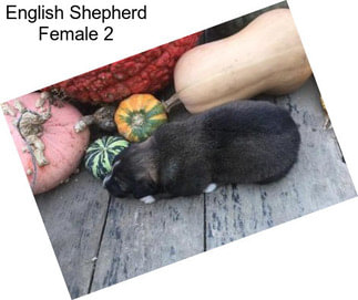 English Shepherd Female 2