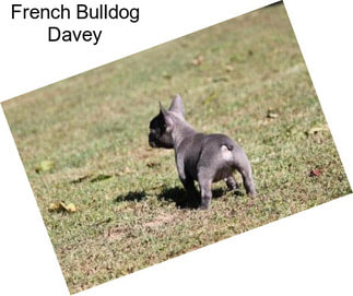 French Bulldog Davey