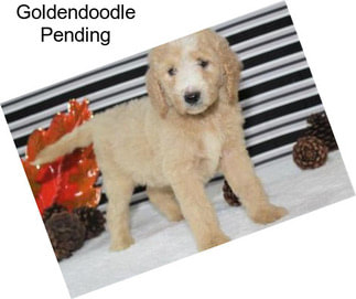 Goldendoodle Pending