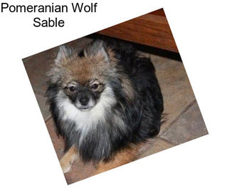 Pomeranian Wolf Sable