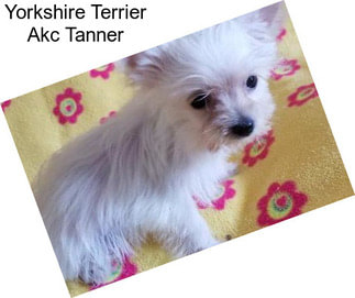 Yorkshire Terrier Akc Tanner