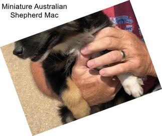 Miniature Australian Shepherd Mac