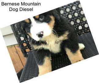 Bernese Mountain Dog Diesel