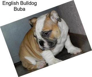 English Bulldog Buba