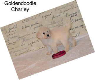 Goldendoodle Charley