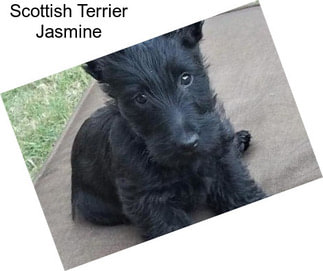 Scottish Terrier Jasmine