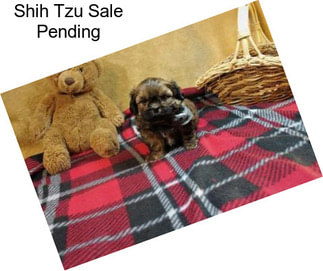 Shih Tzu Sale Pending