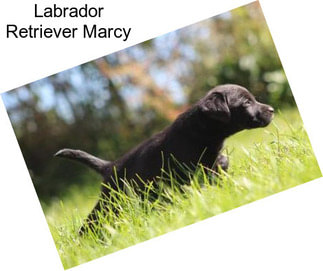 Labrador Retriever Marcy