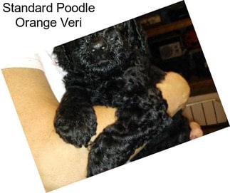 Standard Poodle Orange Veri