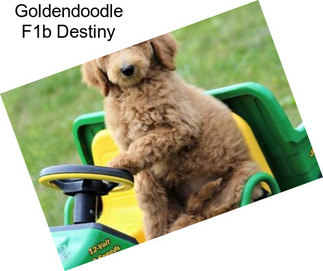 Goldendoodle F1b Destiny