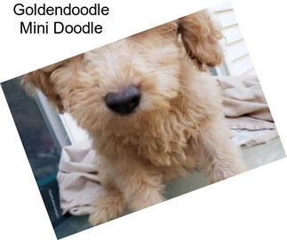 Goldendoodle Mini Doodle