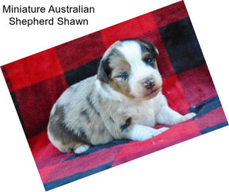 Miniature Australian Shepherd Shawn