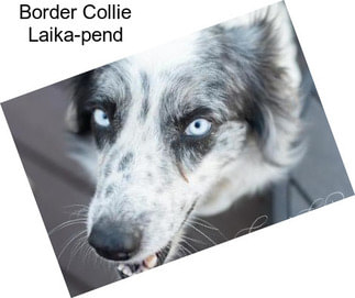 Border Collie Laika-pend