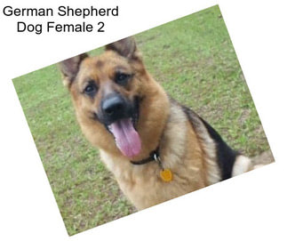 German Shepherd Dog Female 2