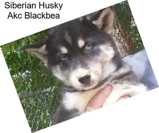 Siberian Husky Akc Blackbea